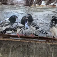 فروش کبوتر