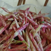 لوبیا  چیتی تازه چین گیلان اشکور