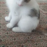 واگذاری گربه