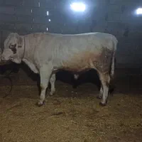 گاو گوشتی|حیوانات مزرعه|اصلاندوز, |دیوار