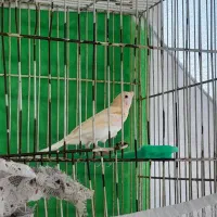 قناری نر ریز خوان قیمت توافقی