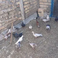 کبوتر