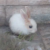 خرگوش|موش و خرگوش|لنجان, |دیوار