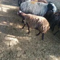میش