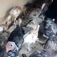 بوقلمون ۶ ماهه