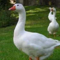 فروش یک عدد قو غاز نر