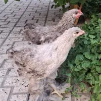 جفت مرغ وخروس برهما بلو
