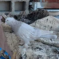 کبوتر سرک سوسنی