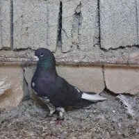 کبوتر|پرنده|اهرم, |دیوار