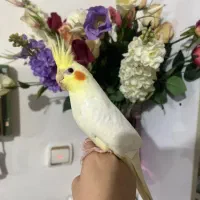 طوطی عروس هلندی ماده