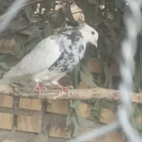 کبوتر