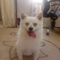 واگذاری پامر اشپیتز