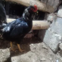 خروس