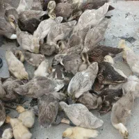 جوجه اردک ۳ماهه رنگهای مرواریدی طوسی ابی پروازی