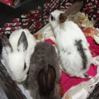 خرگوش|موش و خرگوش|زاهدان, |دیوار