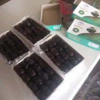فروش خرمای مضافتی