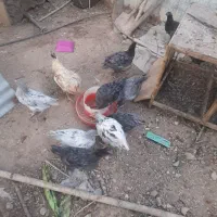 نحیوانات مزرعه ( نیمچه)