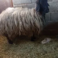 فروش گوسفند