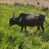 ۲ راس گاو محلی  جوان بدونه گوساله