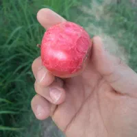 سیب|خوردنی و آشامیدنی|ماهنشان, |دیوار