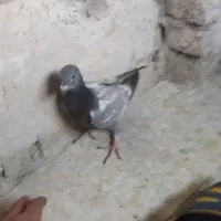 جوجه طاوسی
