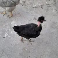 جوجه