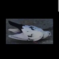 کبوتر گرو گرمادیده ساعت بالا