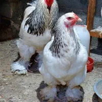 مرغ و خروس برهما اصل وارداتی