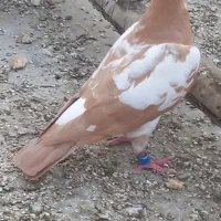 کبوتر