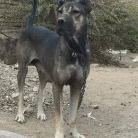 سگ ماده گم شده