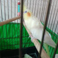 عروس هلندی