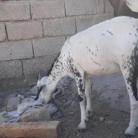 گیسه جوان و سر حال و سالم