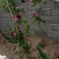 سرمایه گذاری برای عزیزان شبستری و علیشاه