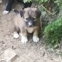 توله سرابی نر