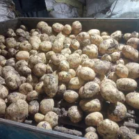 فروش بذر سیب جیلی، سردخانه روانسر