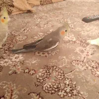 عروس