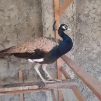 طاووس زینت باغ و خانه