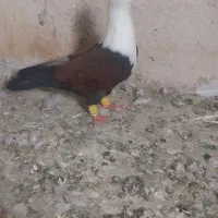 کله سفید