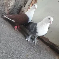 کبوتر مخمل کله سفید کربلایی