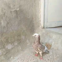 سار کاکلی هفترنگ جوان