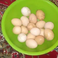 تخم مرغ محلی