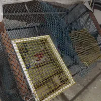 لانه مرغ کبوتر