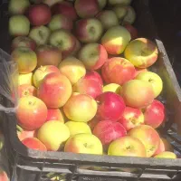 سیب دماوندی