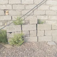 کبوتر مسافر زاهدان