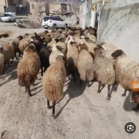 گوسفندقیمت واقعی متن آگهی رو بخونید زنده