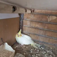 جوجه عروس هلندی   یک ماه ونیم سنشه