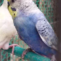 مرغ عشق خاص