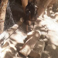 خروس
