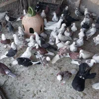 پرنده