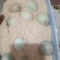تخم مرغ آمریکایی